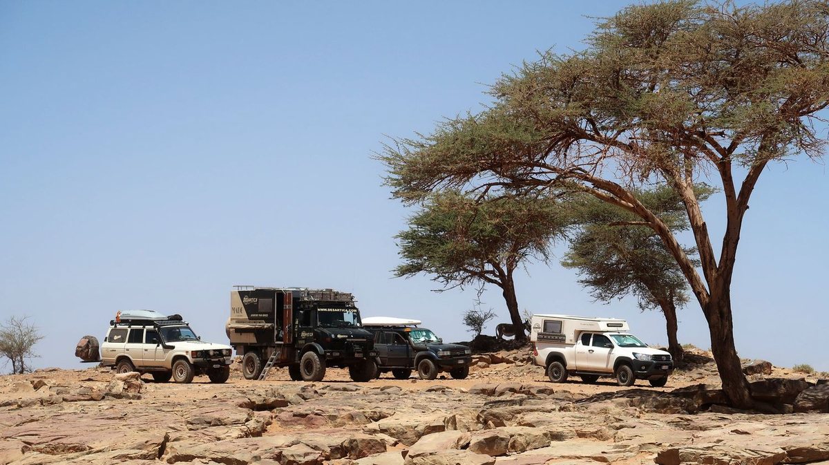 Convoi de véhicules d'expédition sous un acacia